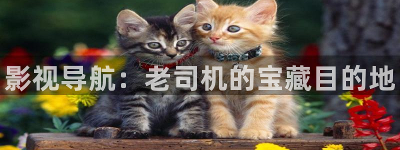 奇奇影院免费版看电视剧：影视导航：老司机的宝藏目的地
